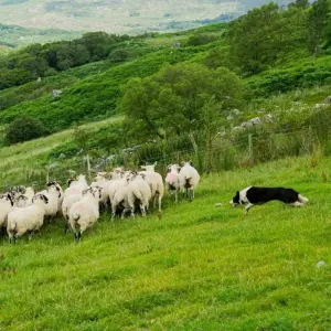 Explore Scottish & Irish Gold - 16 Days/15 Nights for 16 days with CIE Tours and discover unforgettable experiences - Photo 10