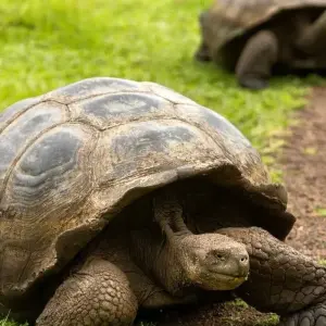 Explore 6 DAY INCREDIBLE GALAPAGOS TOUR (4 ISLANDS) for 6 days with Cami Adventures and discover unforgettable experiences - Photo 2