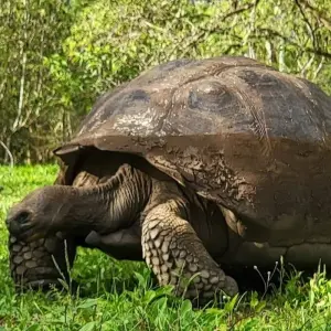 Explore 7-day Galapagos Enchanting Tour (Private Tour) for 7 days with Cami Adventures and discover unforgettable experiences - Photo 3