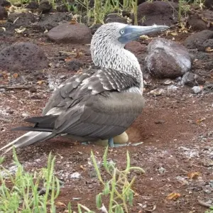Explore 8-day Galapagos Fantastic Tour (Private Tour) for 8 days with Cami Adventures and discover unforgettable experiences - Photo 3