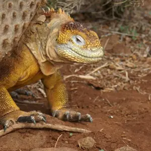 Explore 5-Day Galapagos Wildlife Expedition (Private Tour) for 5 days with Cami Adventures and discover unforgettable experiences - Photo 4