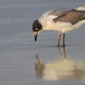 Explore 6 DAY INCREDIBLE GALAPAGOS TOUR (4 ISLANDS) for 6 days with Cami Adventures and discover unforgettable experiences - Photo 3