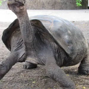 Explore 6 Days – Discover Galapagos for 6 days with Cami Adventures and discover unforgettable experiences - Photo 2