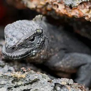 Explore 6 DAY INCREDIBLE GALAPAGOS TOUR (4 ISLANDS) for 6 days with Cami Adventures and discover unforgettable experiences - Photo 4