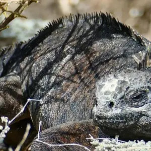 Explore 8-Day Highlights of Quito and the Galapagos Islands + Air Ticket (Private Tour Group) for 8 days with Cami Adventures and discover unforgettable experiences - Photo 7