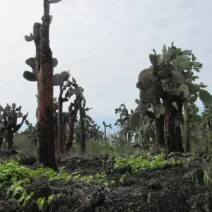 Explore Magical Galapagos (5 Days) for 5 days with Cami Adventures and discover unforgettable experiences - Photo 3