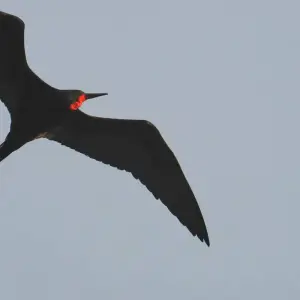 Explore 6 DAY INCREDIBLE GALAPAGOS TOUR (4 ISLANDS) for 6 days with Cami Adventures and discover unforgettable experiences - Photo 6