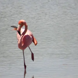 Explore Galapagos Experience (4 days) for 4 days with Cami Adventures and discover unforgettable experiences - Photo 3