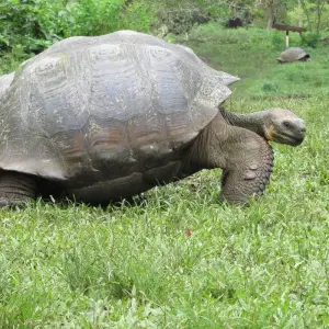 Explore 6 Days – Discover Galapagos for 6 days with Cami Adventures and discover unforgettable experiences - Photo 5