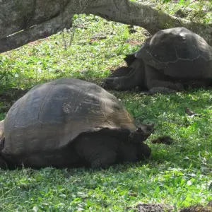 Explore Galapagos an enchanted Archipielago (8 days) for 8 days with Cami Adventures and discover unforgettable experiences - Photo 4