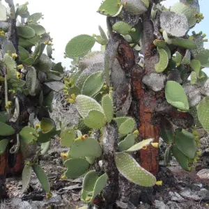 Explore Galapagos Experience (4 days) for 4 days with Cami Adventures and discover unforgettable experiences - Photo 4