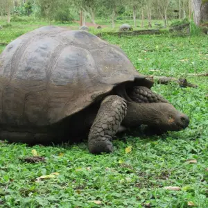 Explore Galapagos Dive Discovery - 4 Days for 4 days with Cami Adventures and discover unforgettable experiences - Photo 2