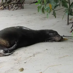 Explore 6 Days – Discover Galapagos for 6 days with Cami Adventures and discover unforgettable experiences - Photo 6