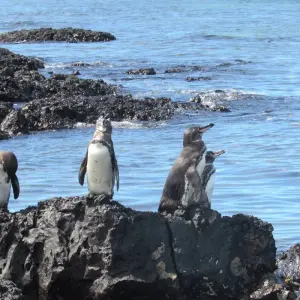 Explore Magical Galapagos (5 Days) for 5 days with Cami Adventures and discover unforgettable experiences - Photo 6