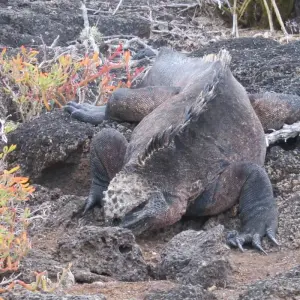 Explore Galapagos Adventure (6 days) for 6 days with Cami Adventures and discover unforgettable experiences - Photo 4
