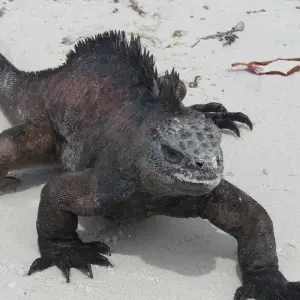 Explore Galapagos Scuba Dive - 6 Days for 6 days with Cami Adventures and discover unforgettable experiences - Photo 3