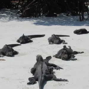 Explore Galapagos Harmony (7 Days) for 7 days with Cami Adventures and discover unforgettable experiences - Photo 4