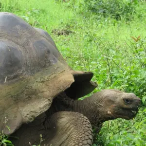 Explore Galapagos Experience (4 days) for 4 days with Cami Adventures and discover unforgettable experiences - Photo 5