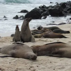 Explore Galapagos Adventure (6 days) for 6 days with Cami Adventures and discover unforgettable experiences - Photo 5