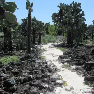 Explore Galapagos Harmony (7 Days) for 7 days with Cami Adventures and discover unforgettable experiences - Photo 5