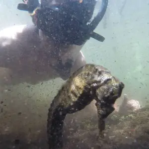 Explore Galapagos Scuba Dive - 5 Days for 5 days with Cami Adventures and discover unforgettable experiences - Photo 5