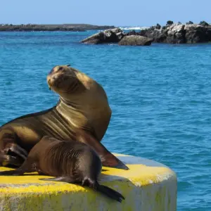 Explore Galapagos an enchanted Archipielago (8 days) for 8 days with Cami Adventures and discover unforgettable experiences - Photo 7