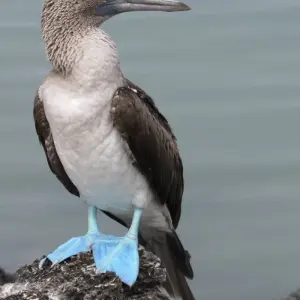 Explore Galapagos Scuba Dive - 6 Days for 6 days with Cami Adventures and discover unforgettable experiences - Photo 5