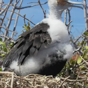 Explore Galapagos Adventure (6 days) for 6 days with Cami Adventures and discover unforgettable experiences - Photo 6