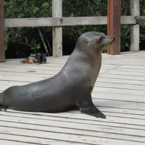 Explore Galapagos Experience (4 days) for 4 days with Cami Adventures and discover unforgettable experiences - Photo 7