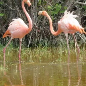 Explore Galapagos Scuba Dive - 6 Days for 6 days with Cami Adventures and discover unforgettable experiences - Photo 6