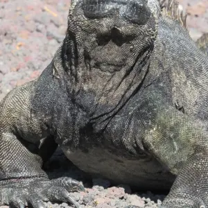 Explore Galapagos Scuba Dive - 5 Days for 5 days with Cami Adventures and discover unforgettable experiences - Photo 6
