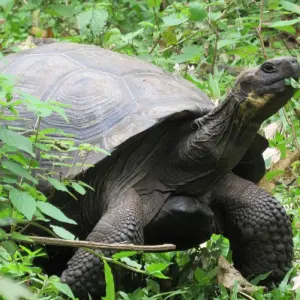 Explore Explore Quito and Galapagos (8 Days) for 8 days with Cami Adventures and discover unforgettable experiences - Photo 6