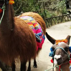 Explore Quito - Otavalo - Galápagos  (9 Days) for 10 days with Cami Adventures and discover unforgettable experiences - Photo 6