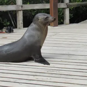 Explore Galapagos Scuba Dive - 6 Days for 6 days with Cami Adventures and discover unforgettable experiences - Photo 7