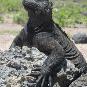 Explore Galapagos Harmony (7 Days) for 7 days with Cami Adventures and discover unforgettable experiences - Photo 8