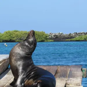 Explore Explore Quito and Galapagos (8 Days) for 8 days with Cami Adventures and discover unforgettable experiences - Photo 8