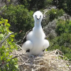 Explore Explore Quito and Galapagos (8 Days) for 8 days with Cami Adventures and discover unforgettable experiences - Photo 9