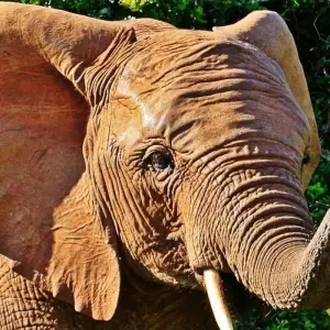 Explore 5 Day Cape to Addo Safari Tour  (Return) for 5 days with Cape Xtreme and discover unforgettable experiences - Photo 3