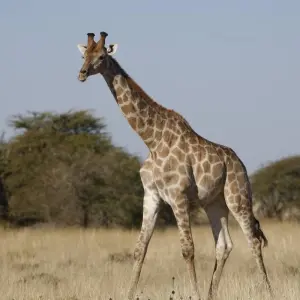 Explore 7 Day Cape Town & Garden Route Package for 7 days with Cape Xtreme and discover unforgettable experiences - Photo 3