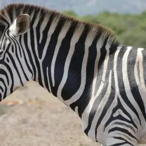 Explore 4 Day Cape to Addo Safari Tour (Return) for 4 days with Cape Xtreme and discover unforgettable experiences - Photo 4