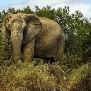 Explore 3 Day Big 5 & Bungy Safari Tour (Return) for 3 days with Cape Xtreme and discover unforgettable experiences - Photo 5