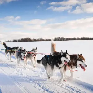 Explore Helsinki to Kirkenes - Beyond the Arctic Circle for 9 days with Carisa Travel Group and discover unforgettable experiences - Photo 6