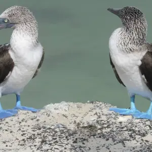 Explore Explore Quito and Galapagos (8 Days) for 8 days with Cami Adventures and discover unforgettable experiences - Photo 11