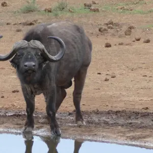 Explore 4 Day Cape to Addo Safari Tour (Return) for 4 days with Cape Xtreme and discover unforgettable experiences - Photo 5