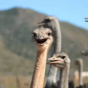 Explore 2 Day Wildlife Safari Tour (Return) for 2 days with Cape Xtreme and discover unforgettable experiences - Photo 8