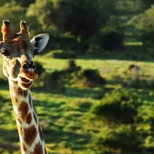 Explore 4 Day Cape to Addo Safari Tour (Return) for 4 days with Cape Xtreme and discover unforgettable experiences - Photo 7