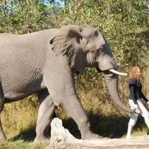 Explore 5 Day Cape to Addo Safari Tour  (Return) for 5 days with Cape Xtreme and discover unforgettable experiences - Photo 7