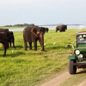Explore Sri Lanka Classic Explore for 8 days with Capital Lanka Tours and discover unforgettable experiences - Photo 4