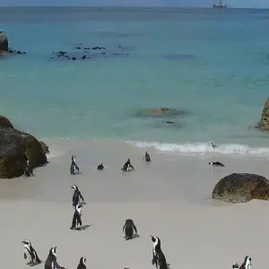 Explore 3 Day Cape Point & Wildlife Safari Tour (Return) for 3 days with Cape Xtreme and discover unforgettable experiences - Photo 9