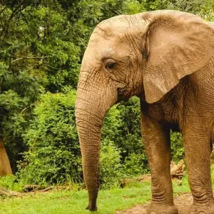 Explore 4 Day Cape to Addo Safari Tour (Return) for 4 days with Cape Xtreme and discover unforgettable experiences - Photo 9